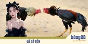 Đá Gà Đòn